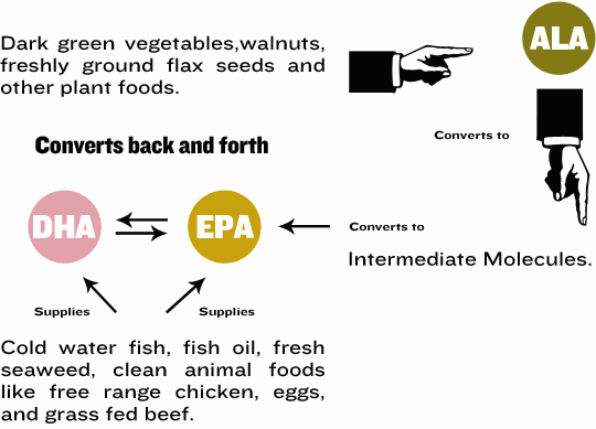 Omega-3 Essential fatty Acids diagram; Alpha-Linolenic Acid, EicosoPentaenoic Acid, DocosaHexaenoic Acid